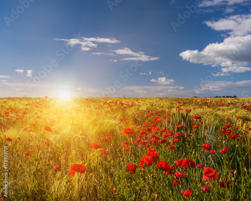A field with wheat ears and lots of red poppies. Beautiful sky with clouds. The expanse of fields.  