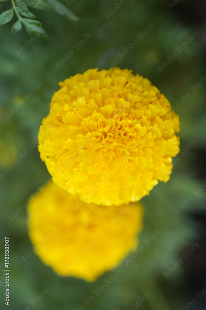 marigolds