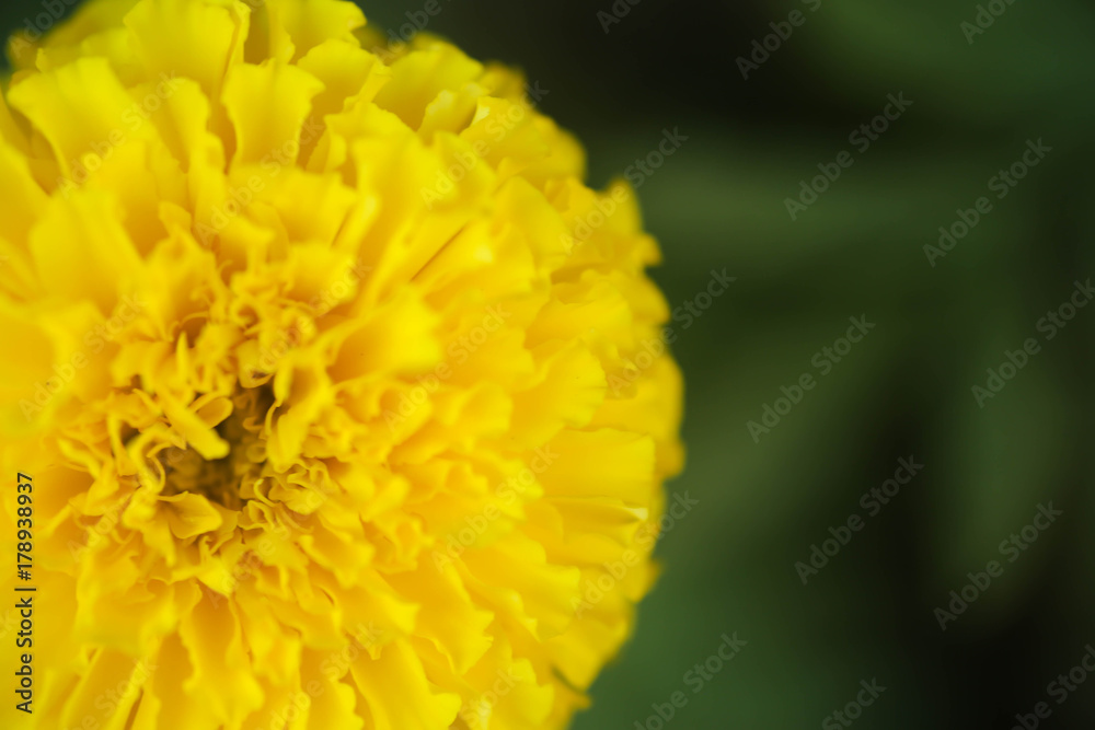 marigolds marigolds