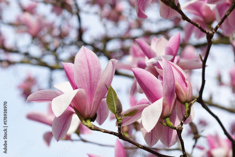 Fototapeta premium Magnolien