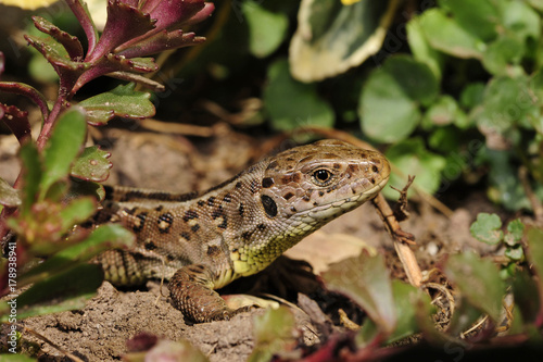 weibliche Zauneidechse (Lacerta agilis) - Sand Lizard