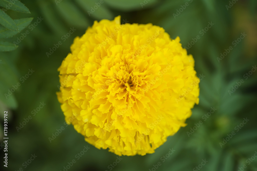 marigolds