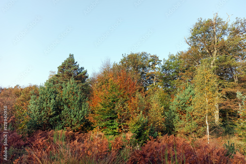 lisière de la forêt de fontainebleau en automne