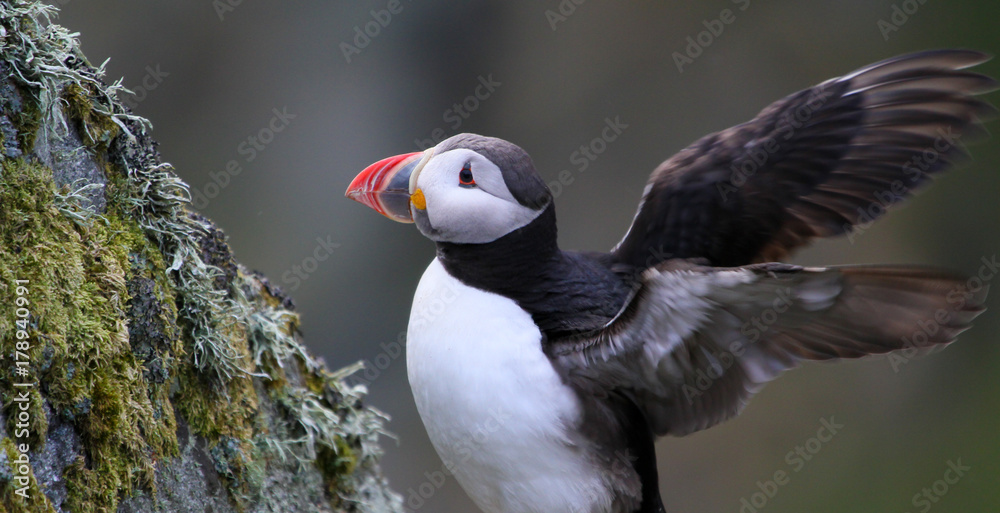 Puffin in Norway