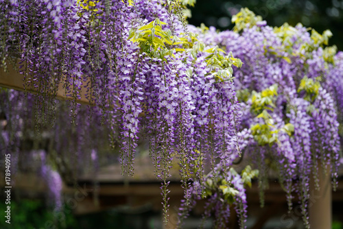 藤の花 photo