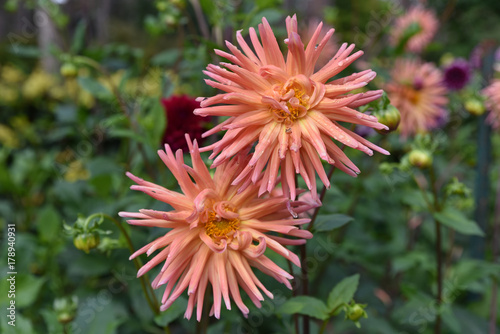 Fototapeta Naklejka Na Ścianę i Meble -  Dahlia cactus rose en été au jardin