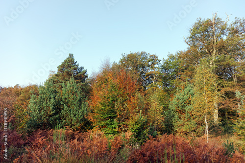 lisière de la forêt de fontainebleau en automne