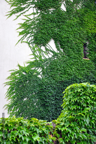 wall with ivy growing on it for your design