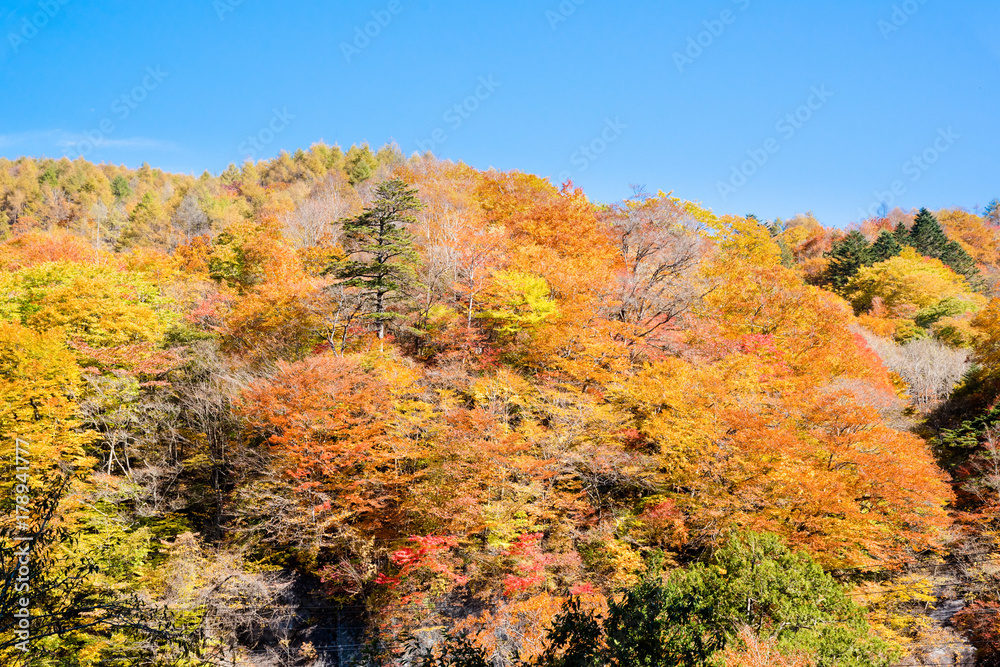 紅葉の秋