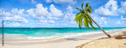 Coconut Palm tree on white sandy beach in Punta Cana, Dominican Republic. Panoramic view.
