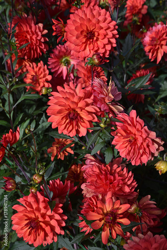 Fototapeta Naklejka Na Ścianę i Meble -  Dahlia rouge en été au jardin
