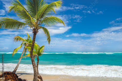 Fototapeta Naklejka Na Ścianę i Meble -  Coconut Palm trees on white sandy beach in Punta Cana, Dominican Republic