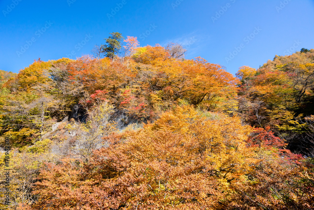 紅葉の秋