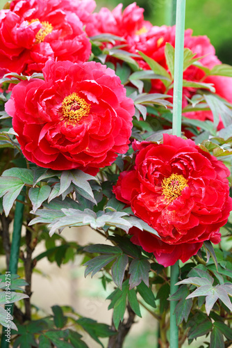 Wallpaper Mural 赤い牡丹 Torontodigital.ca