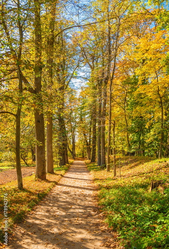 Path with fallen yellow leaves in autumn park