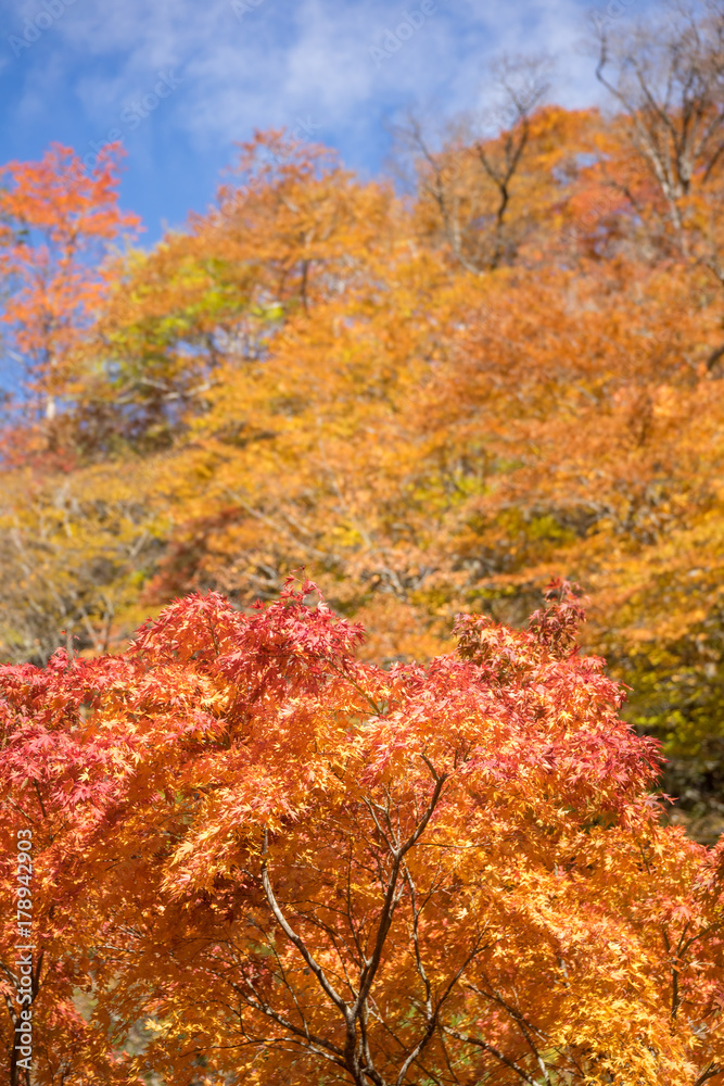 紅葉の秋
