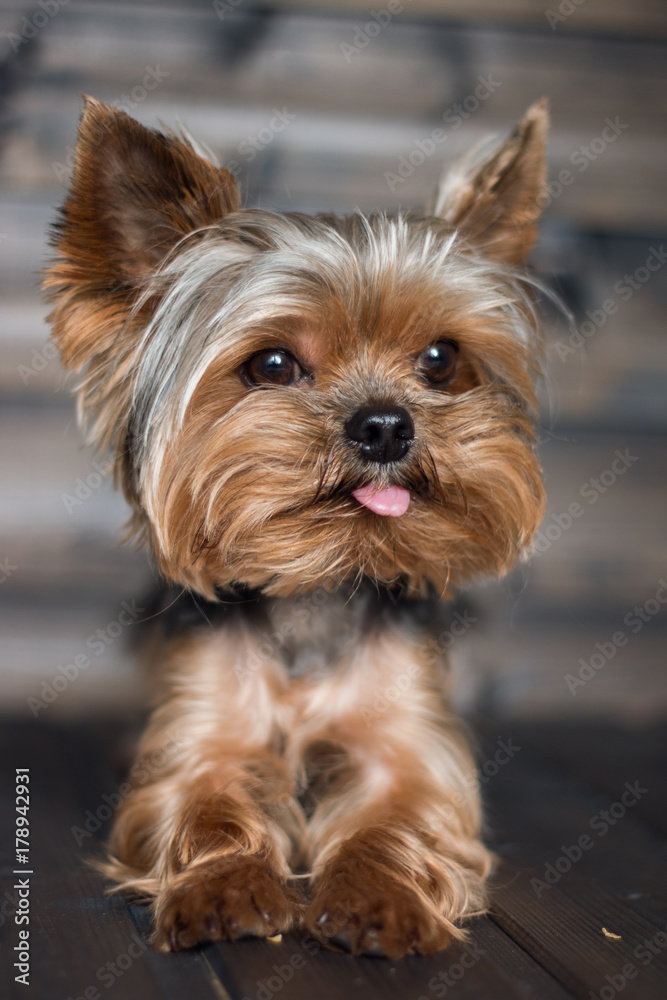 a small dog lies with his tongue sticking out