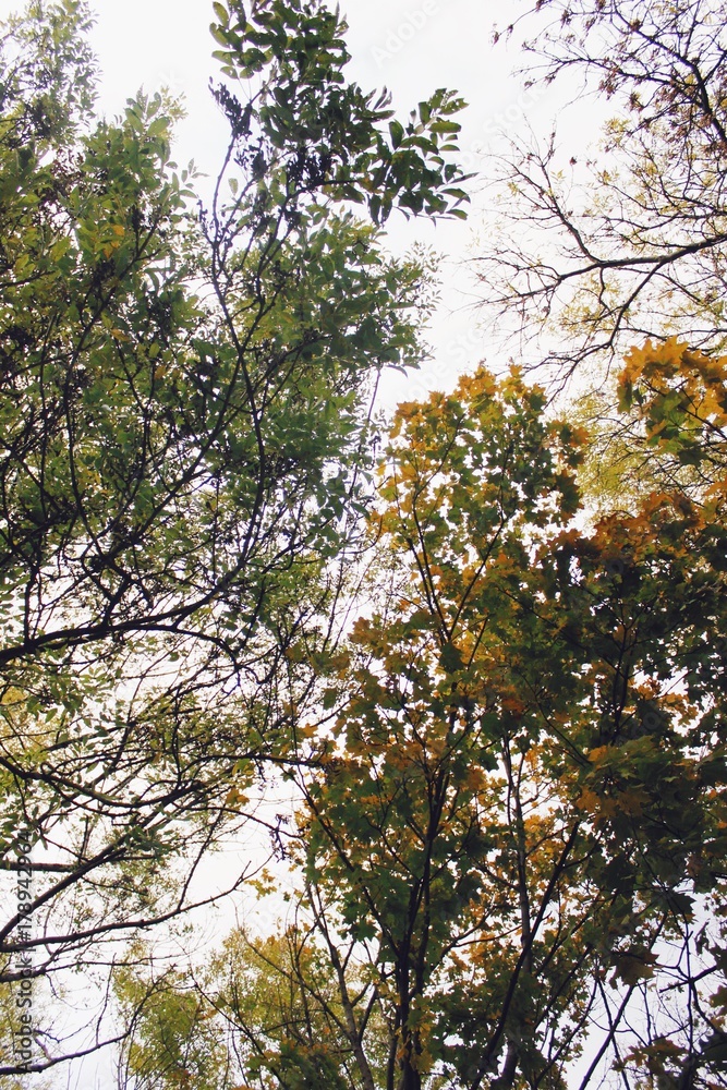 Fototapeta premium Herbstblätter #1