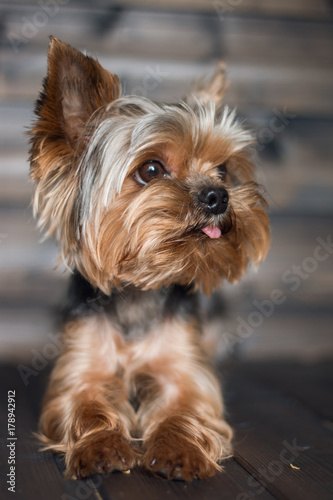 a small dog lies with his tongue sticking out
