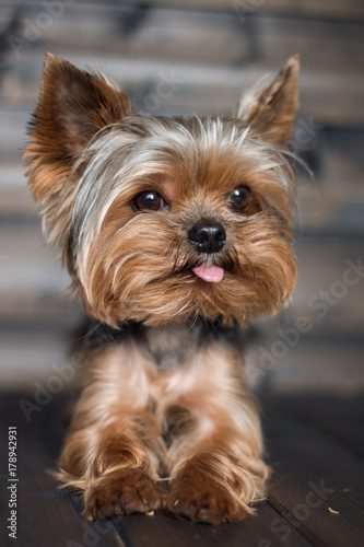 a small dog lies with his tongue sticking out © vell