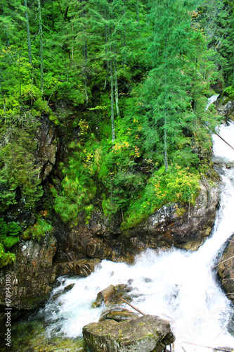 Mountain stream in the forest. Beautiful landscape