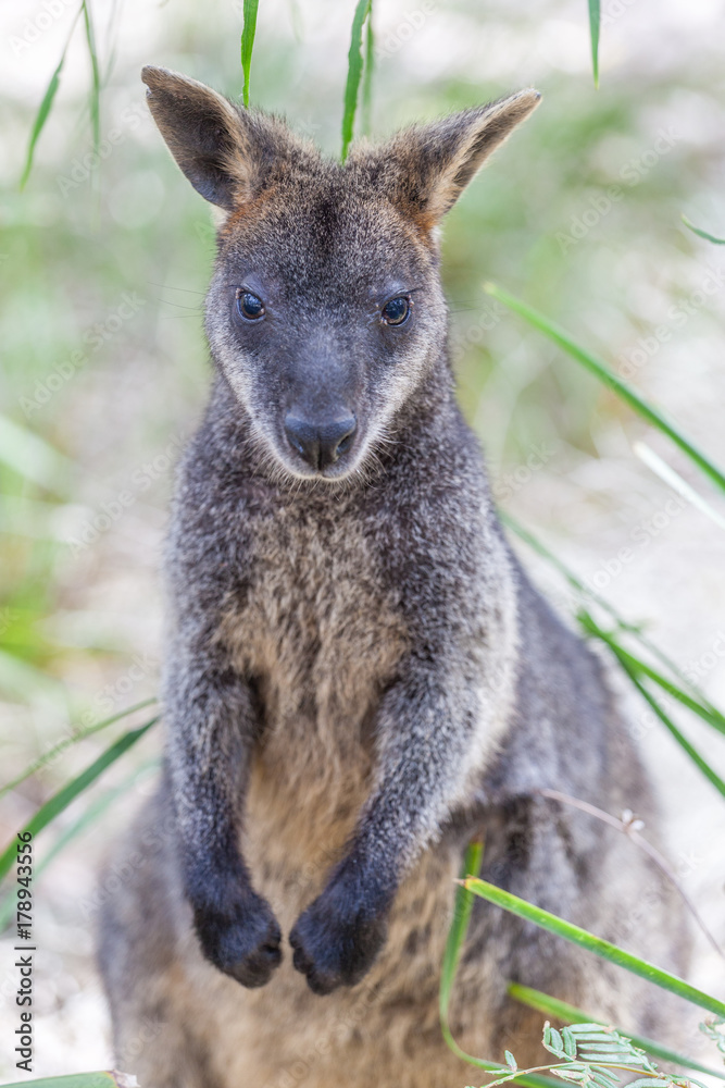 Closeup of Pademelon - native Australian marsupial Closeup of Pademelon - native Australian marsupial