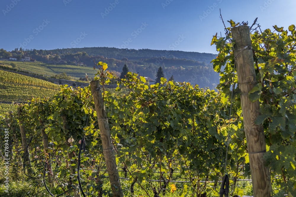 Vineyards at Neustift Monastery, Brixen