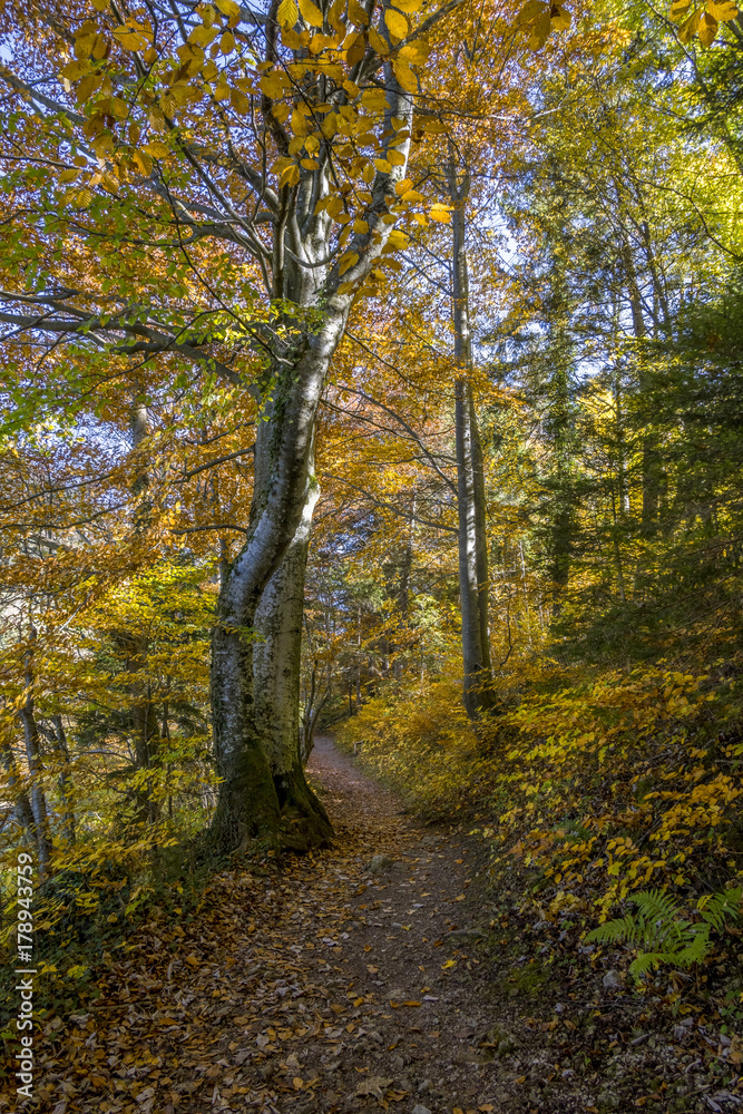 Coloured beech forest in autumn