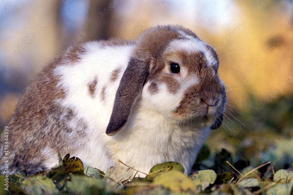 Obraz premium Bunny Rabbit Lop eared sitting outside in leaves, portrait close up