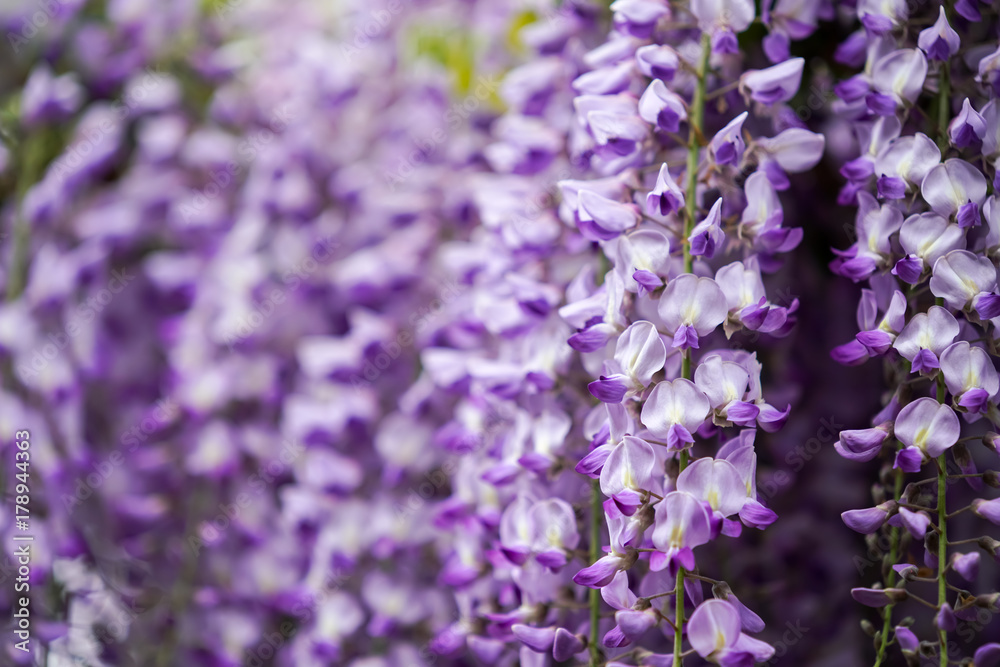 Obraz premium 藤の花