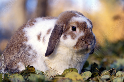 Bunny Rabbit Lop eared sitting outside in leaves, portrait close up