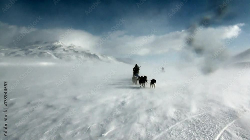 Man riding dog sled team husky Eskimo white snowy road of North Pole in Arctic. Way from airport Longyear to Pyramid on Spitsbergen on background of glacier mountains of Svalbard in Norway. Man riding dog sled team husky Eskimo white snowy road of North Pole in Arctic. Way from airport Longyear to Pyramid on Spitsbergen on background of glacier mountains of Svalbard in Norway.