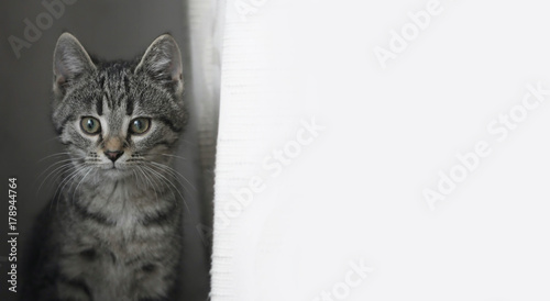 Gray, thoughtful cat looking in focus in the side and white background next to him © Pawel Horazy