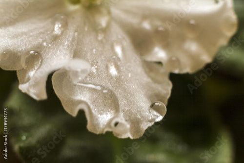 water drops on flowers
