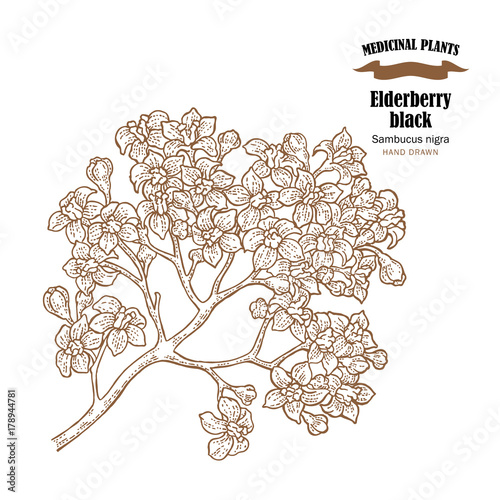 Elderberry black common names sambucus nigra. Hand drawn elder branch with flowers vector illustration isolated on white background.