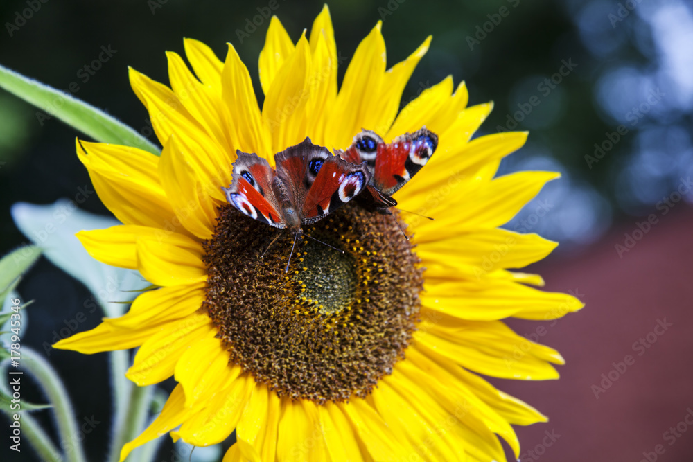 Obraz premium Sonnenblume