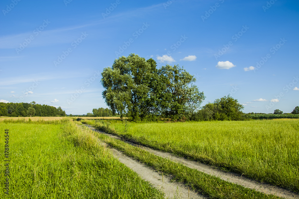 Long road through meadow and trees