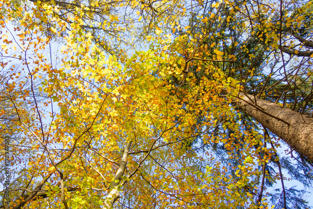 Fototapeta premium Beech Leaves changing color in the Autumn Sunshine, view from below