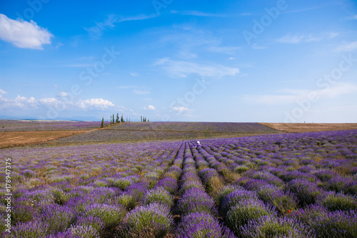 lavender flower purple lavender field in Provence blue sky