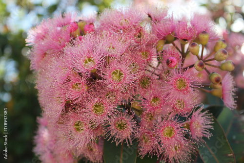 Fotografie Pinke Blumenpracht