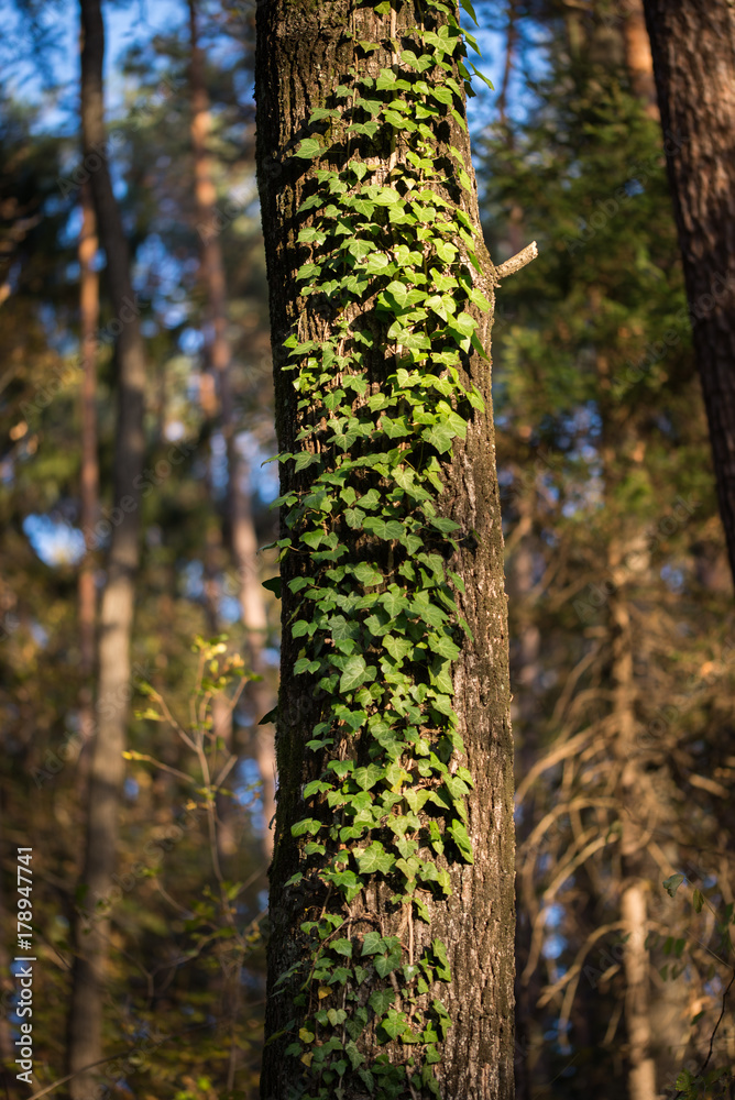 Green ivy leaves climbing on the tree Green ivy leaves climbing on the tree