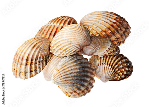 single shells on white background