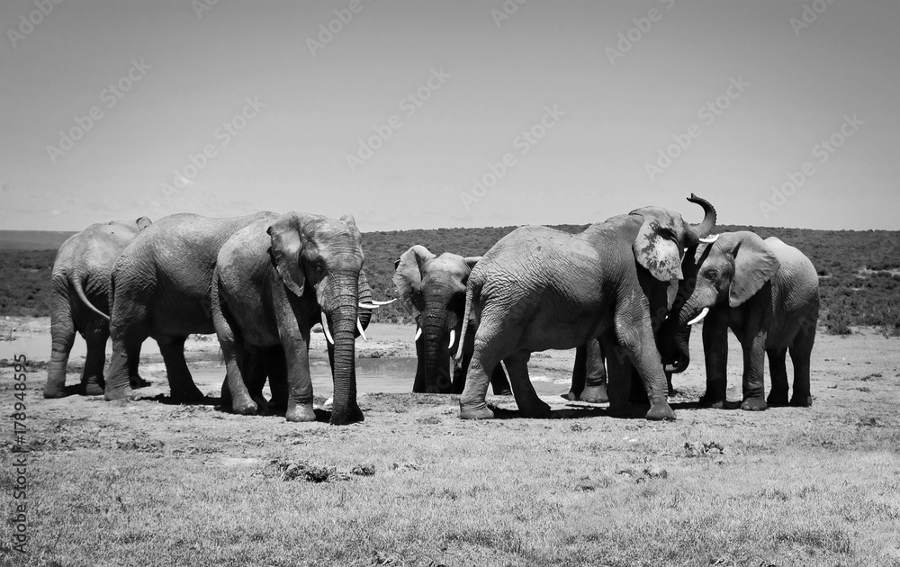 Elephants at watering hole. Old retro photo. Creative artwork of ...