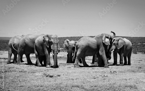 Elephants at watering hole. Old retro photo. Creative artwork of African wildlife. Amazing vintage. Sweet memories of travel to Africa and African safari. Postcard. Wild animals in National Parks