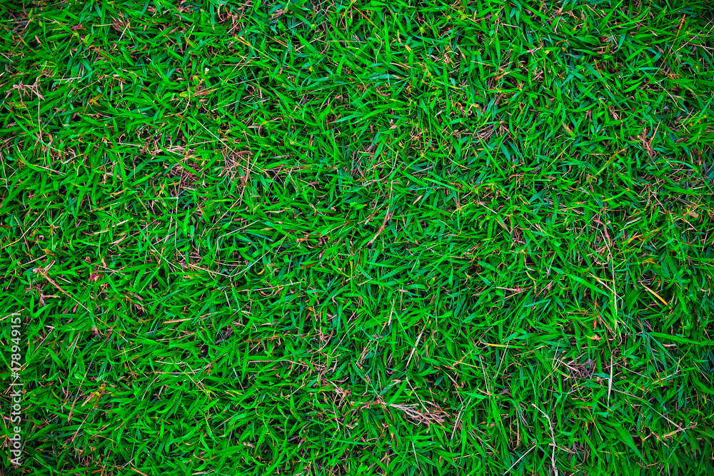 Top view green nature grass freshness concept Top view green nature grass freshness concept