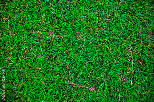 Top view green nature grass freshness concept