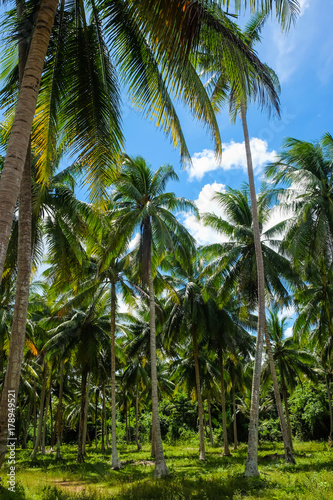 Coconut palm tree blue sky © themorningglory