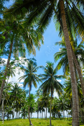 Coconut palm tree blue sky