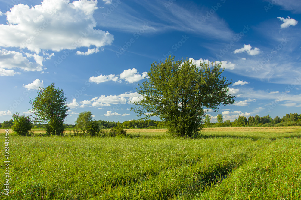 Obraz premium Road through the meadow and trees