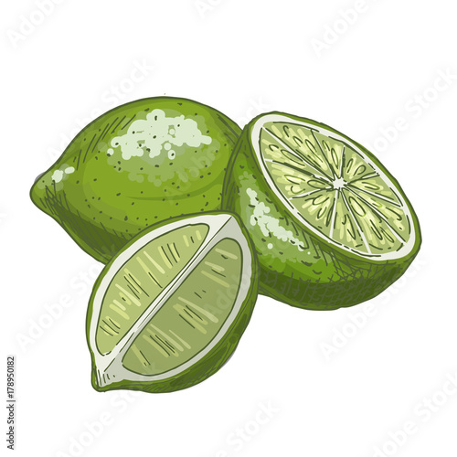 Lime. Full color realistic sketch vector illustration.